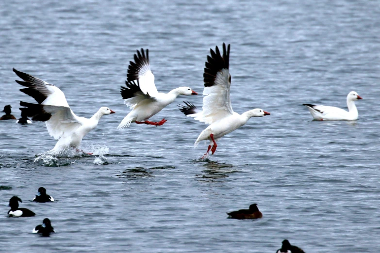 a flock of seagulls flying and swimming in the ocean