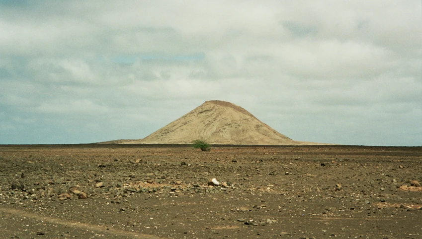 an area with dirt and various bushes and animals