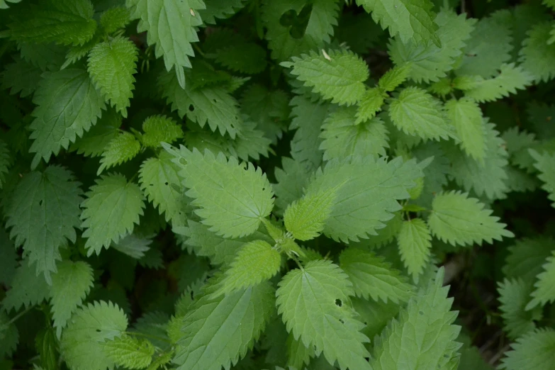 some green leaves are in the center of many rows