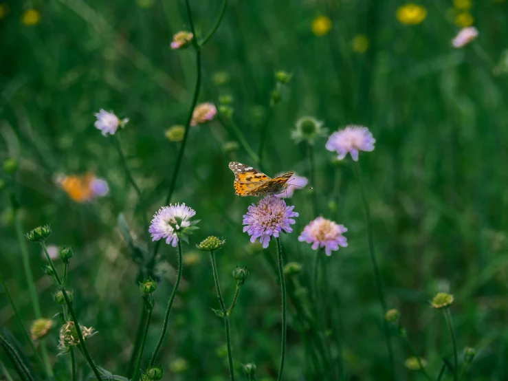 a small erfly is sitting on pink flower