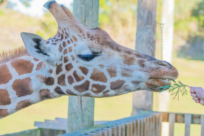 a giraffe eats grass from a persons hand