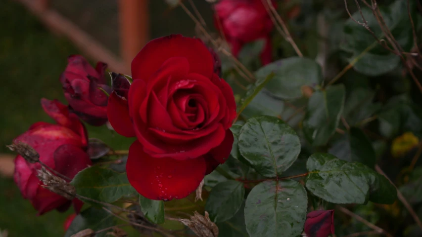 a bunch of red roses and other plants in the yard