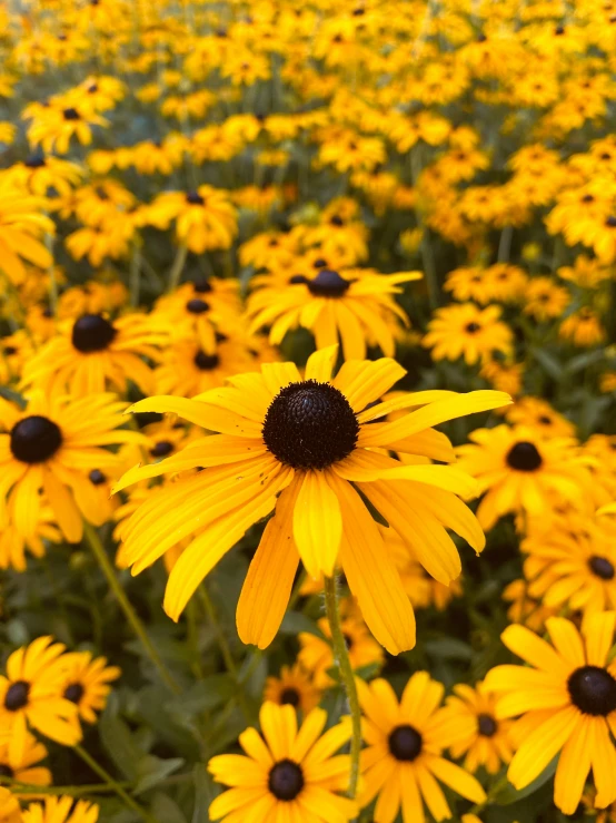 a group of yellow flowers growing in a field