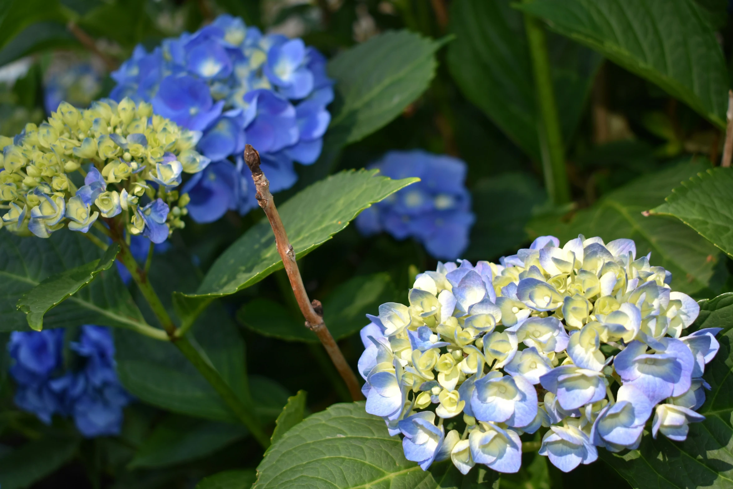 a group of blue flowers are in a bush