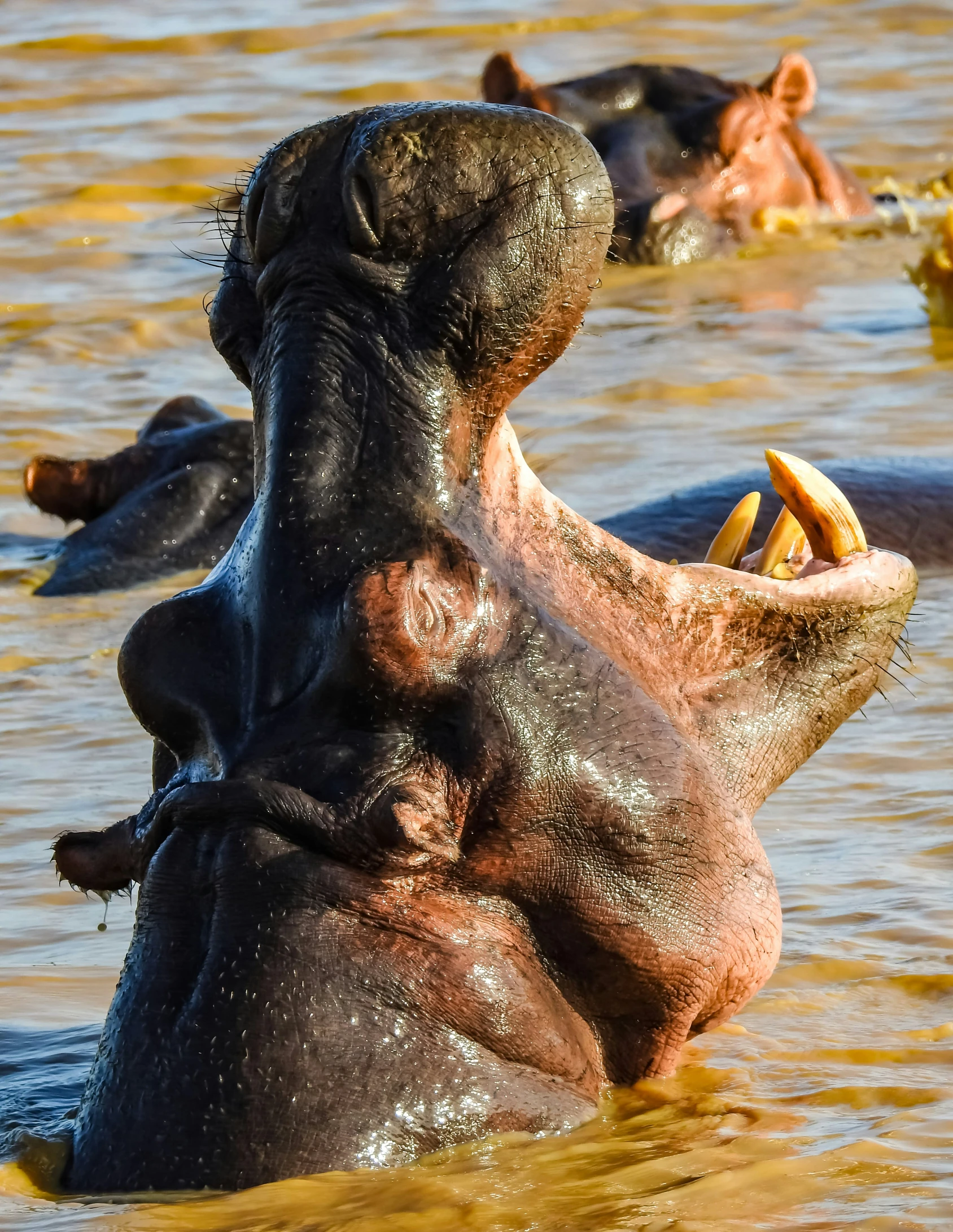 an hippo swimming in the water with its mouth open