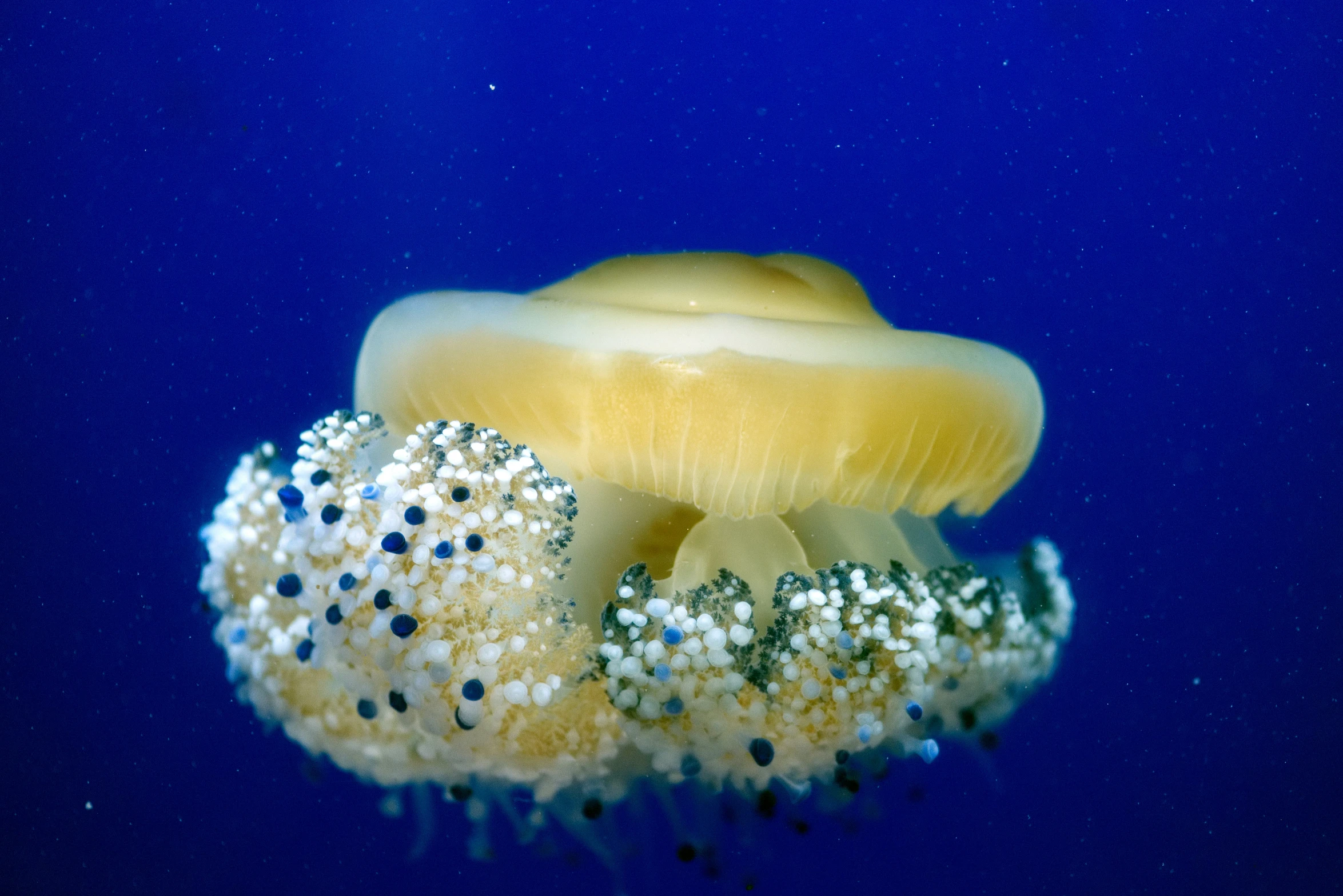 an octo is under the water with small white bubbles