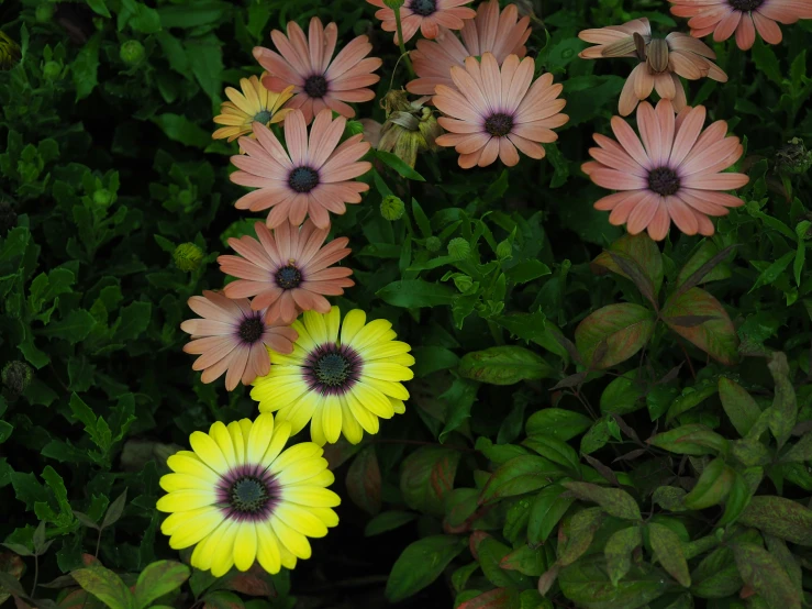 several pink and yellow flowers are blooming in the bush