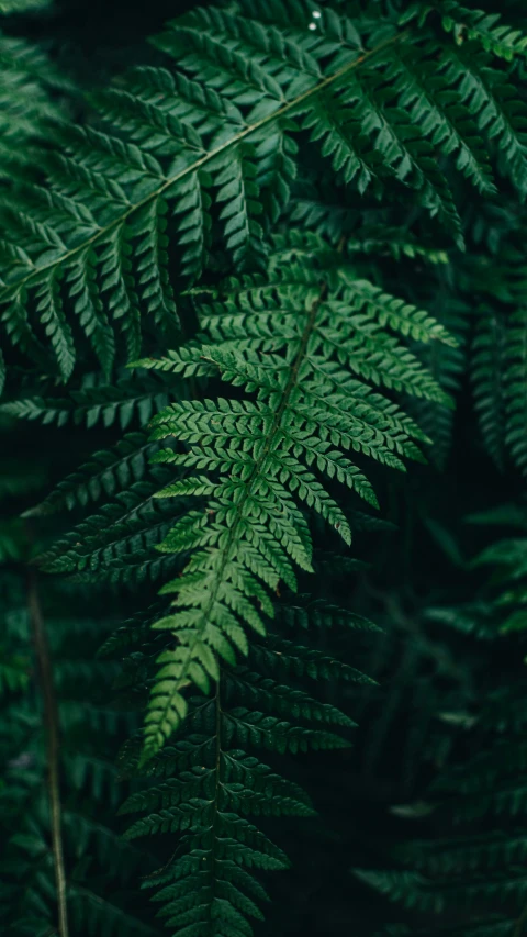 a green fern leaves with yellow tip looking down