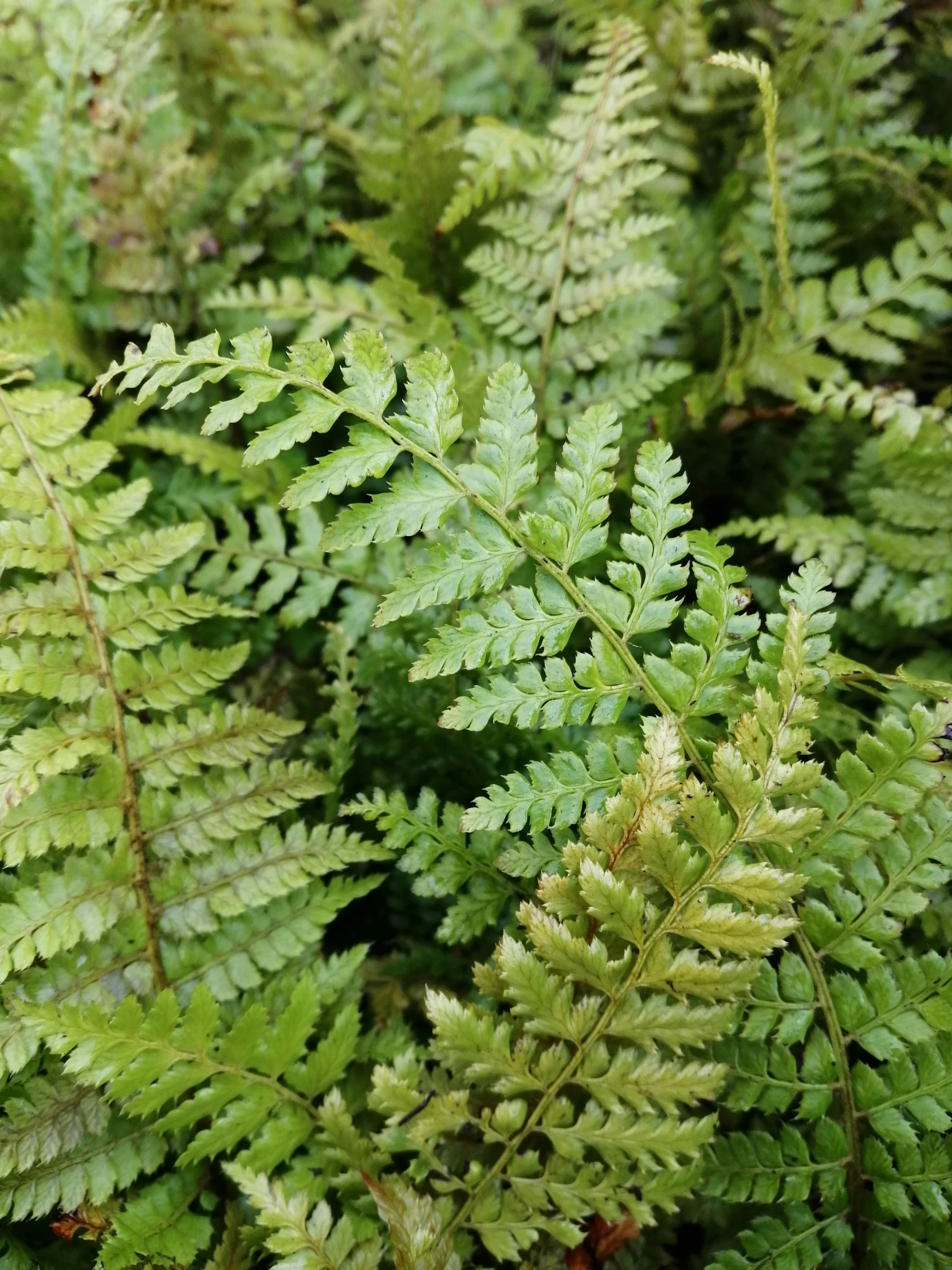 ferns that are very large and have green leaves