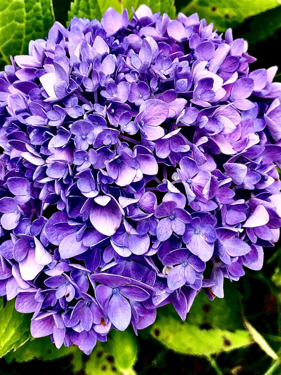 a close up view of a single purple flower with green leaves