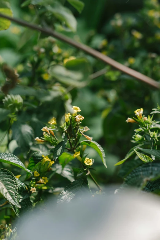 a close up of a leafy area with flowers