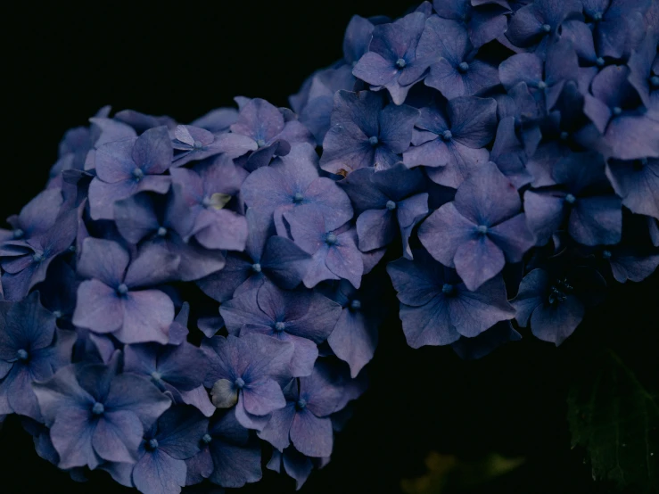 the flowers are purple with little blue centers