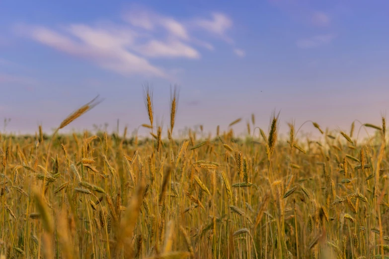 a field with blue sky in the background