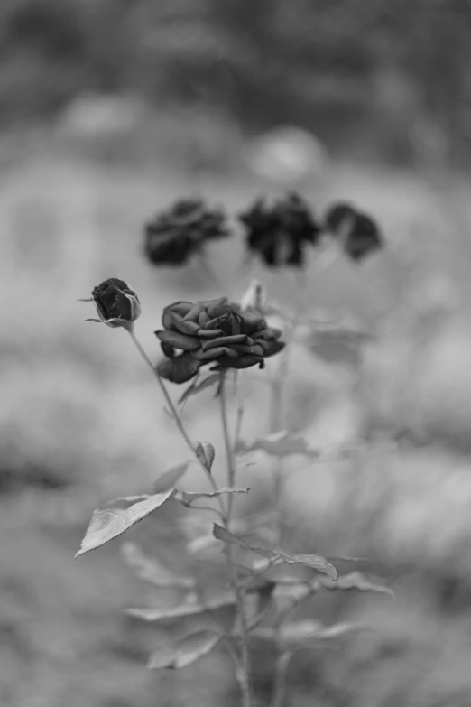 some dead flowers in black and white po