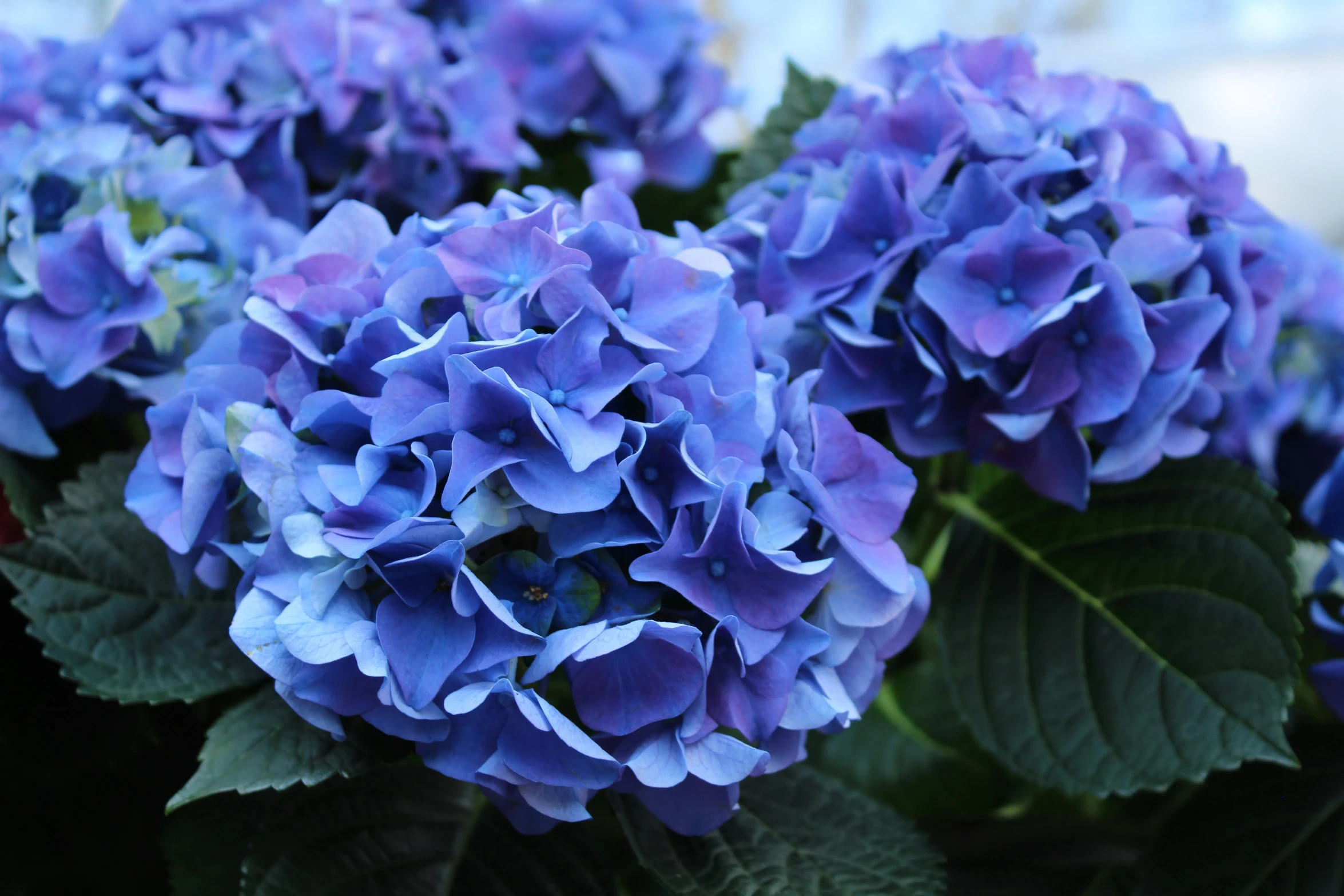 there is blue hydrangeas that are growing on the plant