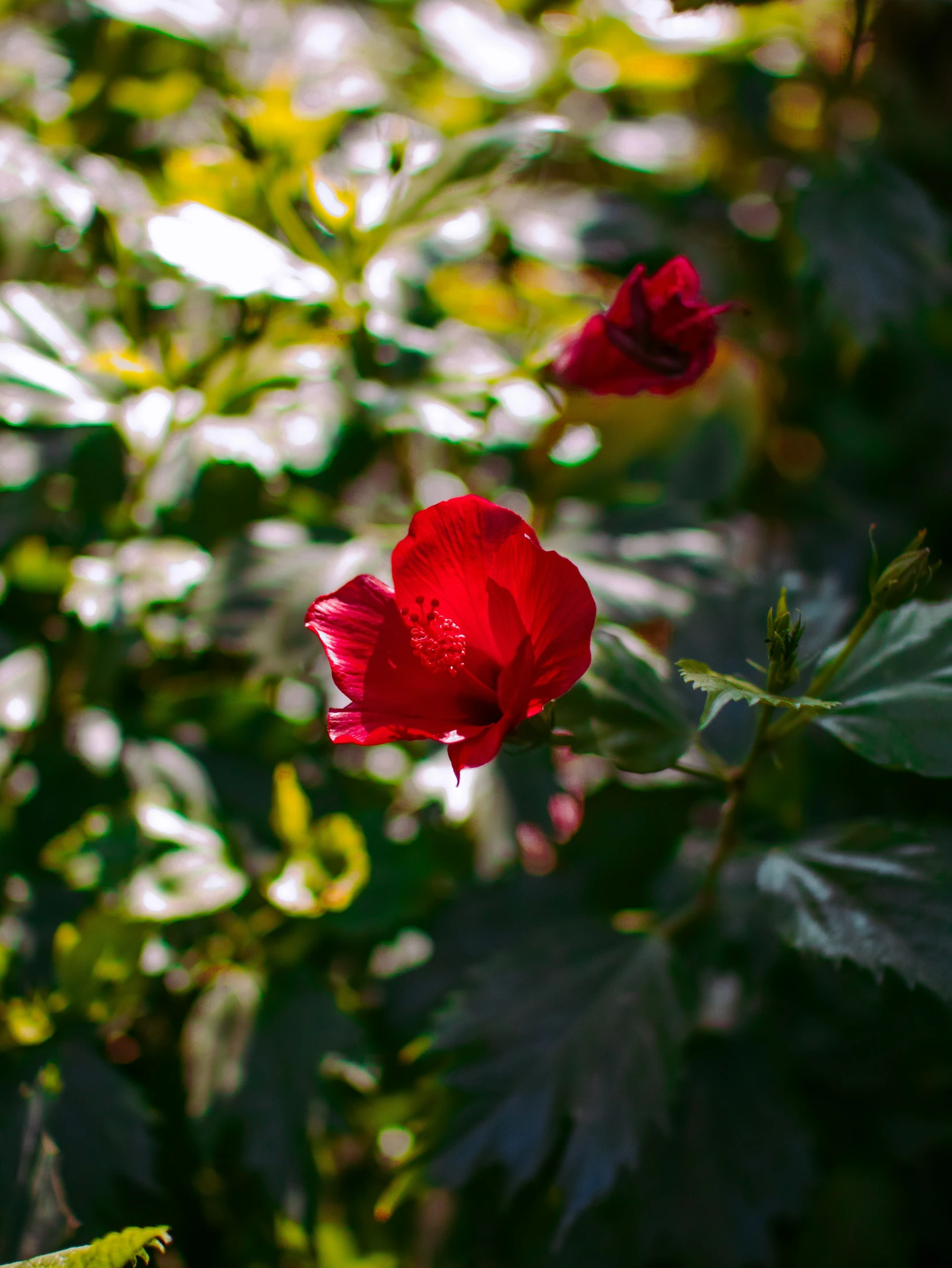 some red roses in a bush with green leaves