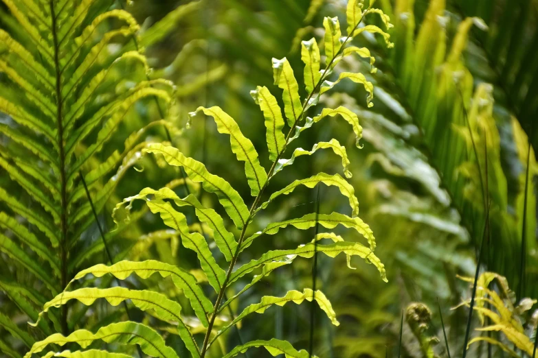 several leaves of a plant on a tall stalk