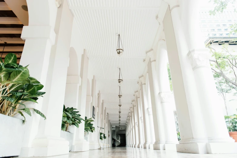 some plants are growing on the pillars of a hallway