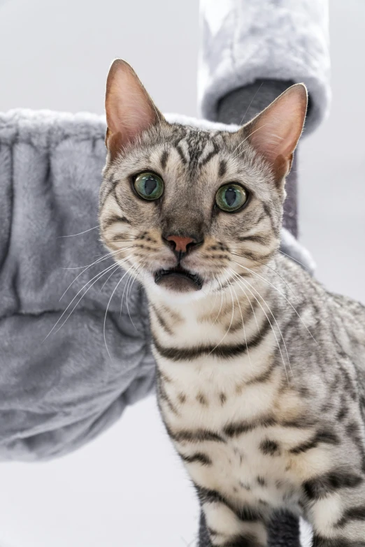 a close up of a cat near a shoe