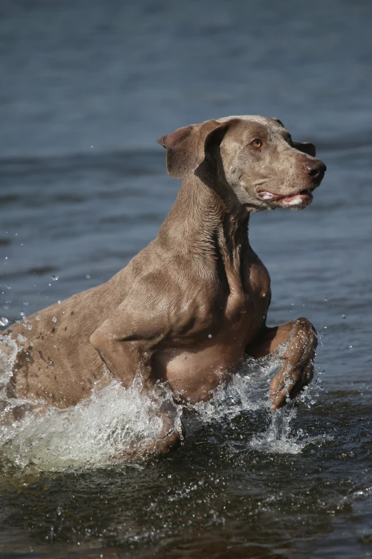 a dog is splashing water with it's paws