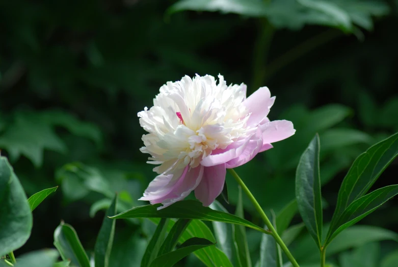 a flower on a green leafy plant in the garden