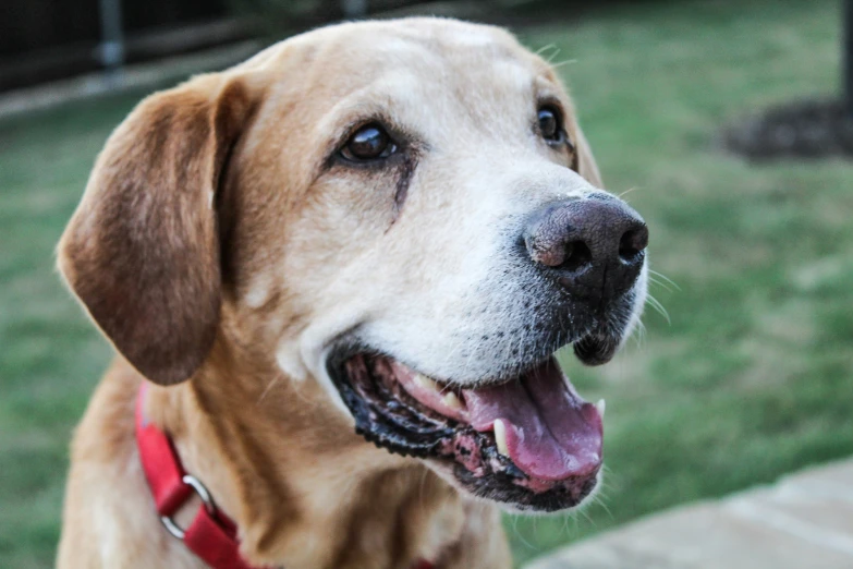 a close up of a dog that is looking at soing