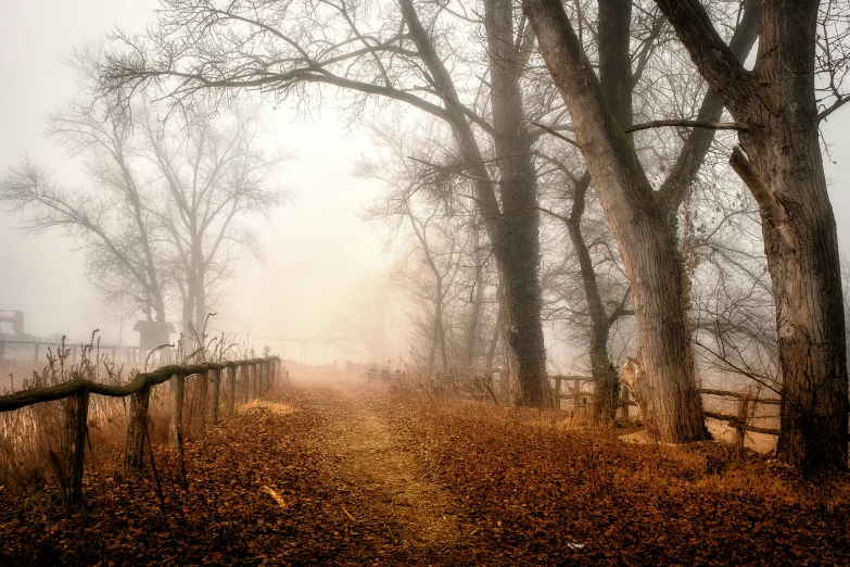 a foggy forest filled with lots of leaves