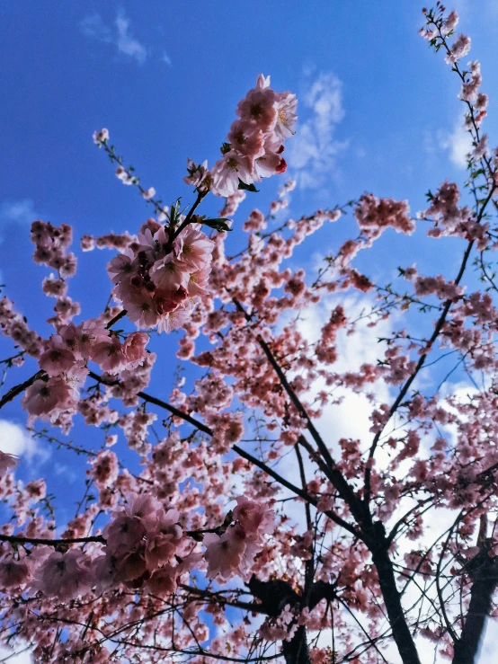 the pink blossoms on a tree stand out against the blue sky