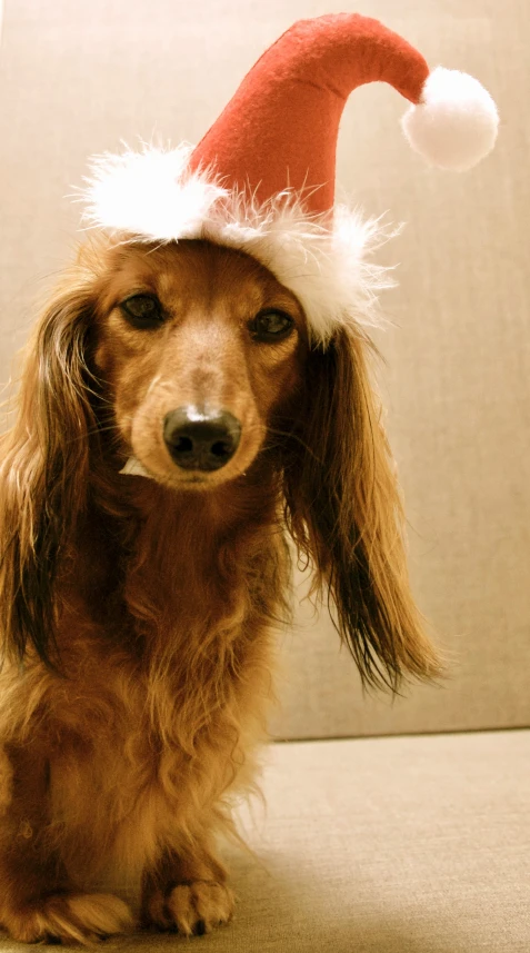 an adorable dog is wearing a santa hat