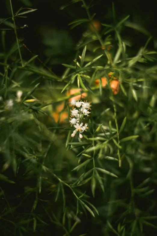 flowers of small white flowers and leaves on a tree