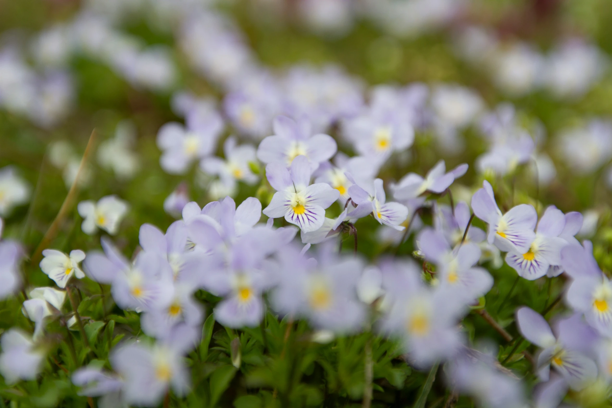 purple and white flowers in the middle of a field