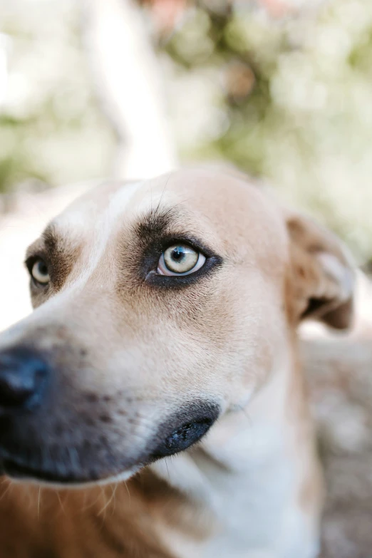 the dog's eyes are close together in front of the camera