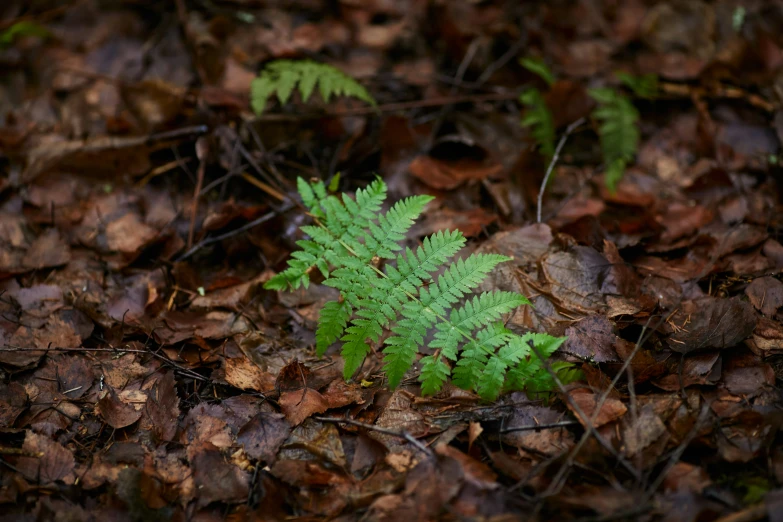 a small green leaf on the ground in some leaves