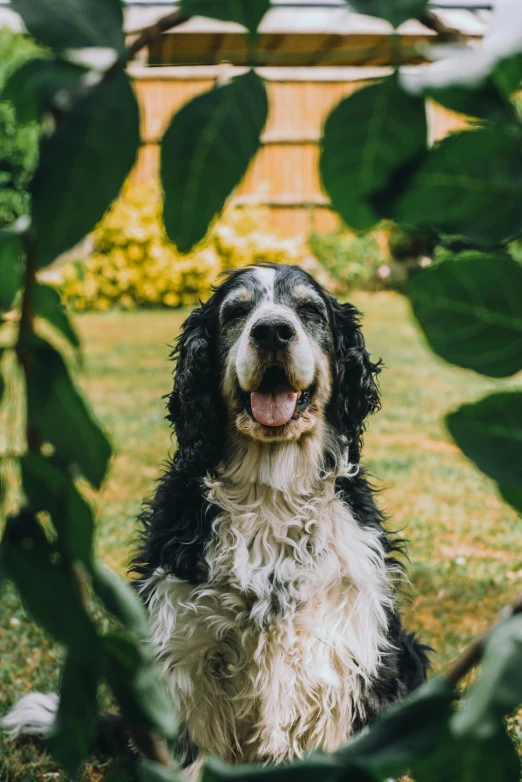 a dog sitting in the yard next to a bench