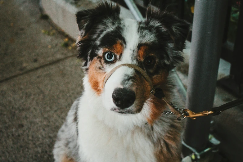 a dog is tied to the outside fence with a stick