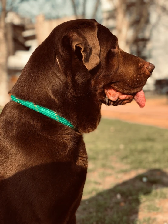 a brown dog sitting on top of a lush green field