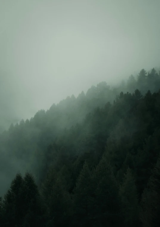 a foggy mountain covered in trees and a sheep