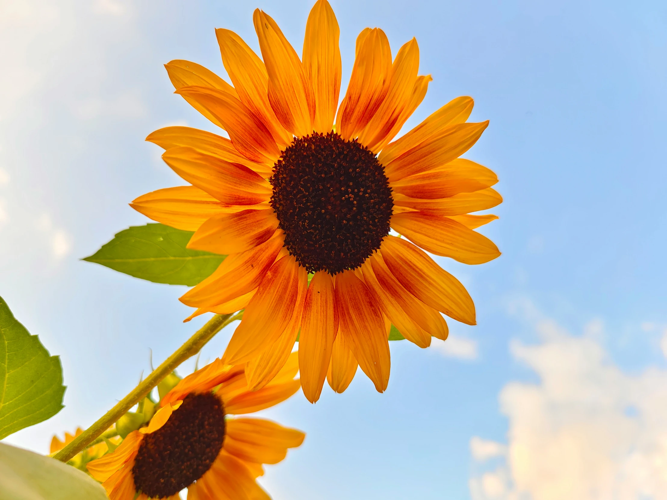 an sunflower with lots of petals and green stems in front of a blue sky