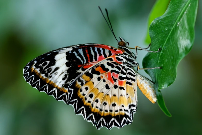 an image of a erfly on a green leaf