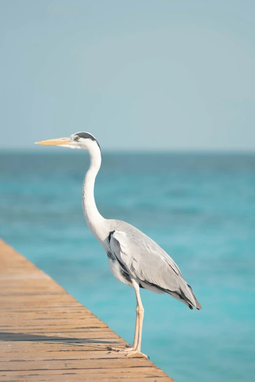 a large bird standing on top of a wooden boardwalk