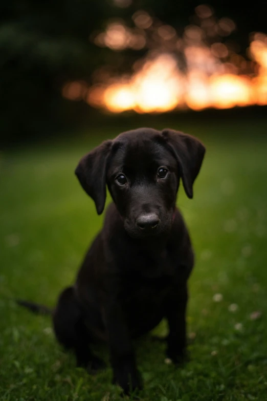 a dog sitting in the grass staring at someone