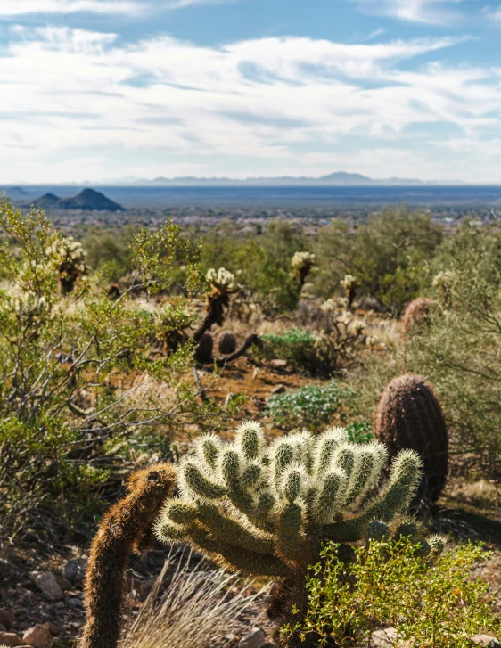 cactus garden in the desert with various types of plants