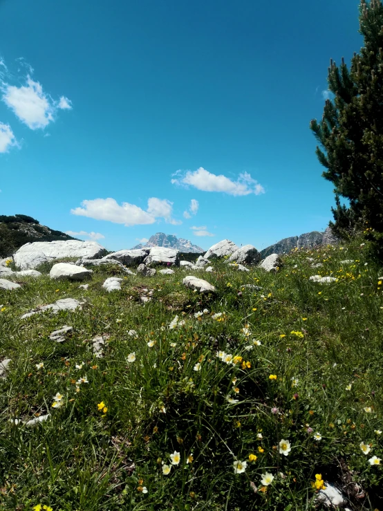 a grassy area with yellow flowers, rocks and trees