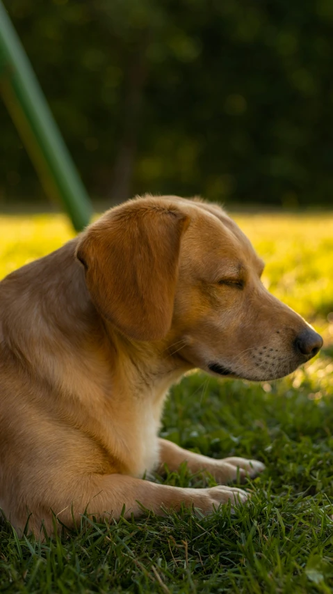 a dog is sitting down in the grass