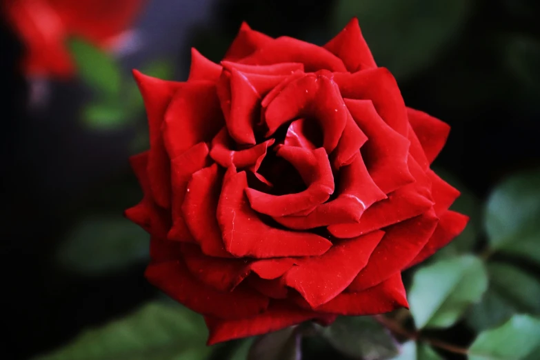 a red rose that is blooming and green leaves