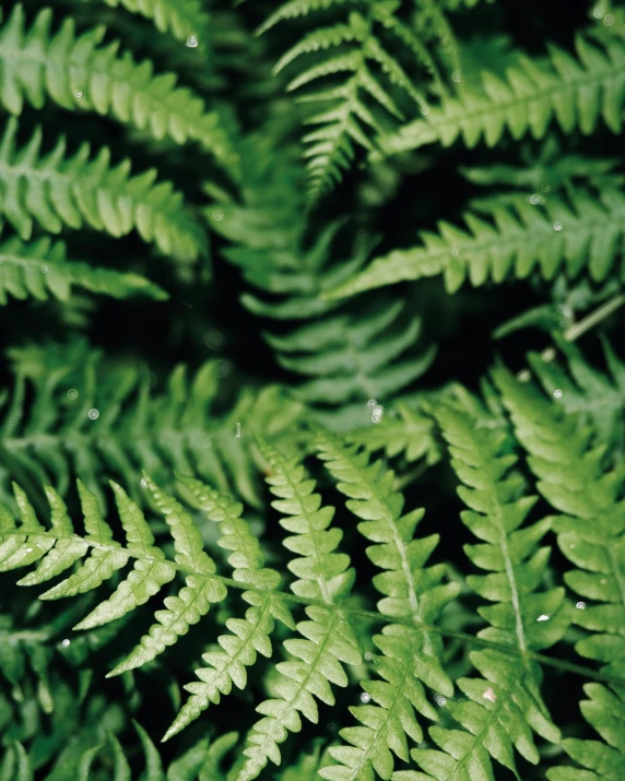 close up of green plant with very pretty leaves