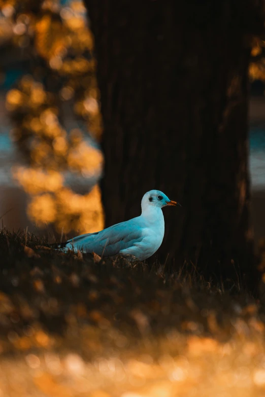 a bird that is standing in the grass