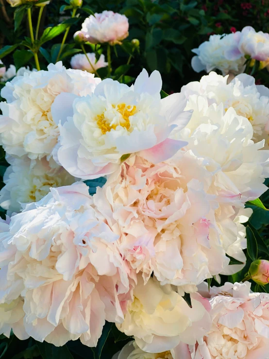 some flowers that are sitting in a field