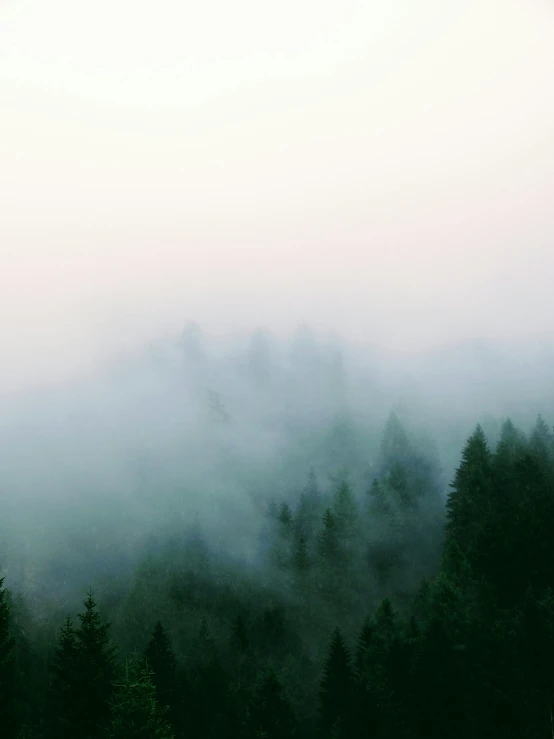 fog covering a forest in the middle of the afternoon