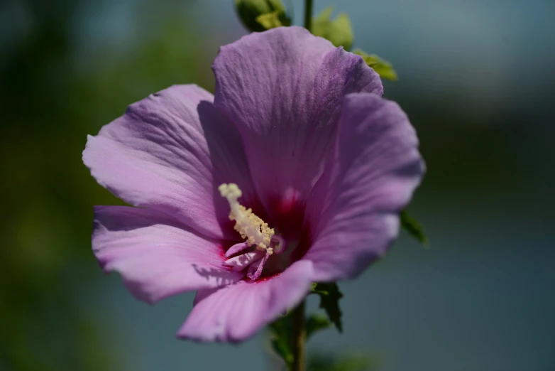 a purple flower is blooming from the petals